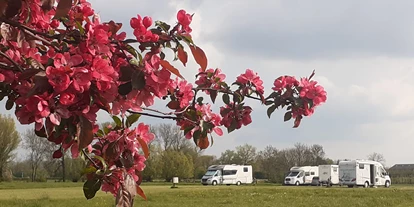 Reisemobilstellplatz - Ameide - Voorjaar op het campererf  - Campererf Biezenhoeve