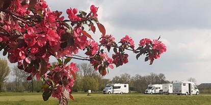 Motorhome parking space - Bunnik - Voorjaar op het campererf  - Campererf Biezenhoeve