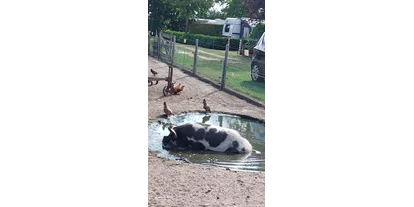 Reisemobilstellplatz - Stromanschluss - Oud-Turnhout - Ons kune kune varken,  lekker aan 't badderen  - Minicamping de Heibloem