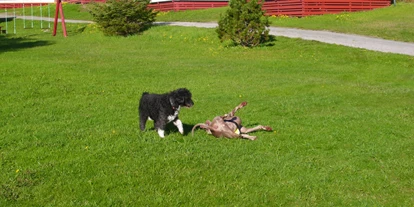 Parkeerplaats voor camper - Bademöglichkeit für Hunde - Noorwegen - Skjærgårdscamping