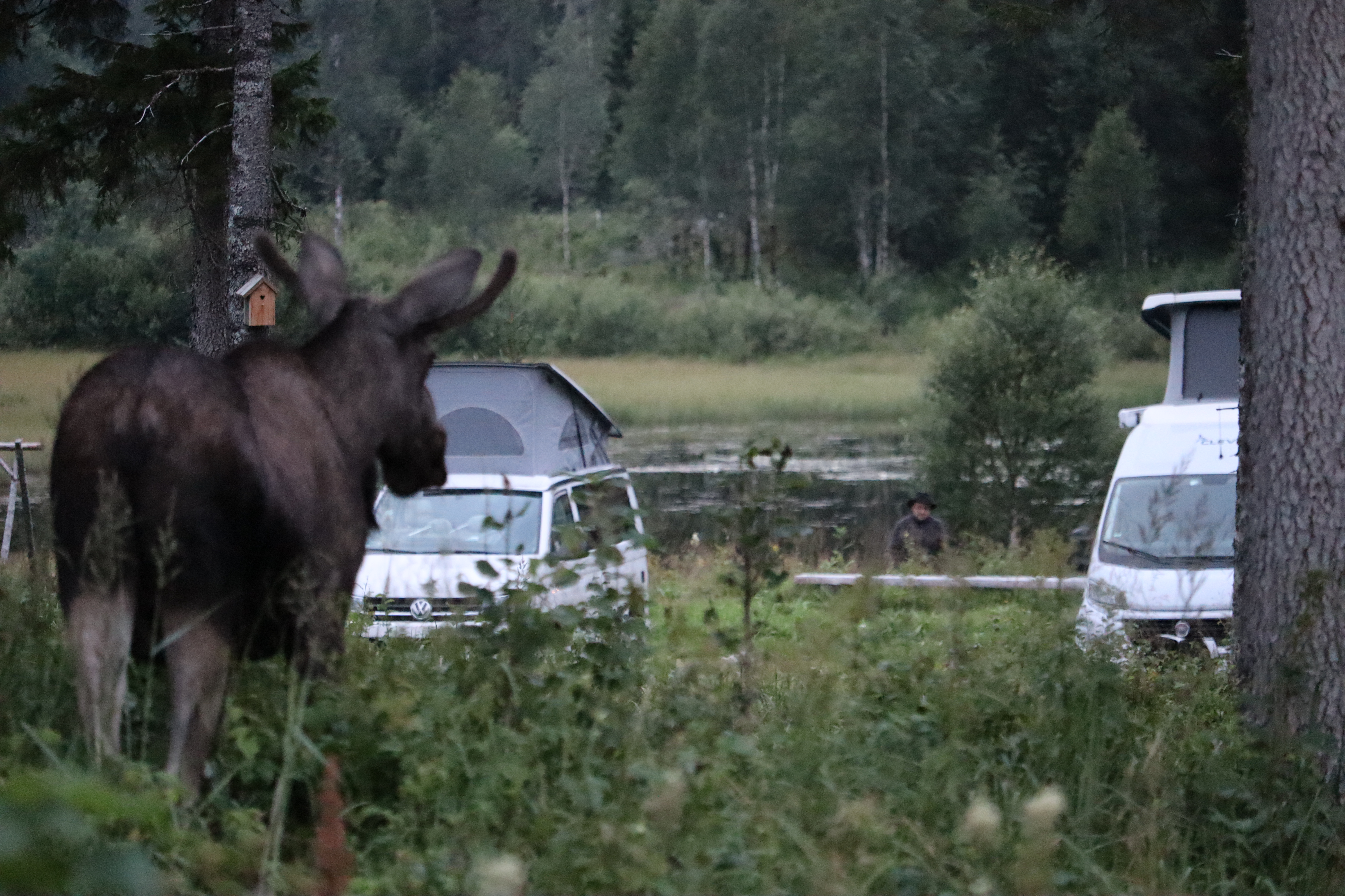 Wohnmobilstellplatz - Kommt ab und zu vorbei - Velfjord Camping & Hytter