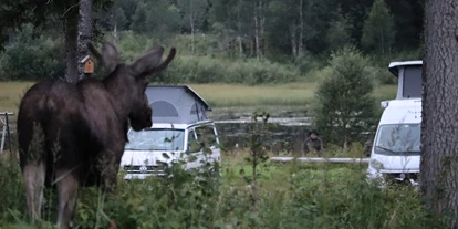 Place de parking pour camping-car - Badestrand - Norvège - Kommt ab und zu vorbei - Velfjord Camping & Hytter