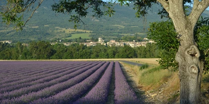 Reisemobilstellplatz - WLAN: nur um die Rezeption vorhanden - Provence-Alpes-Côte d'Azur - Lavendelfelder - Camping Les Myotis
