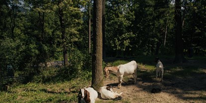 Reisemobilstellplatz - Entsorgung Toilettenkassette - Snovik - Part of our mini animal park - Forest Camping Mozirje