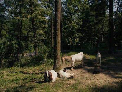 Reisemobilstellplatz - Hunde erlaubt: Hunde erlaubt - Part of our mini animal park - Forest Camping Mozirje