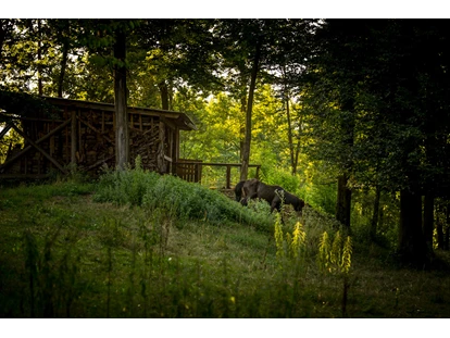 Reisemobilstellplatz - Frischwasserversorgung - Luče - Part of our animal park - Forest Camping Mozirje