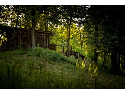 Reisemobilstellplatz - Angelmöglichkeit - Pomurje / Pohorjegebirge & Umgebung / Savinjska - Part of our animal park - Forest Camping Mozirje