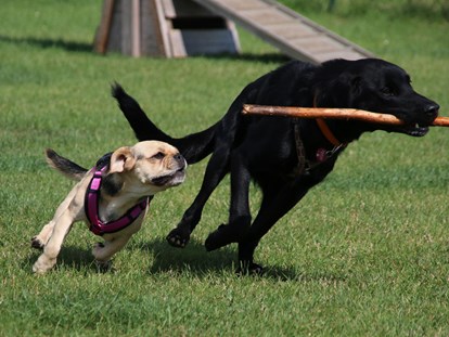 Reisemobilstellplatz - Hunde erlaubt: Hunde erlaubt - Spiel-/Sportplatz für Hunde - Wohnmobilpark Ostseeblick