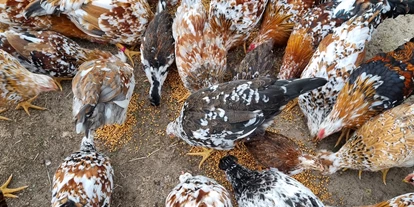 Parkeerplaats voor camper - Umgebungsschwerpunkt: am Land - Garz (Vorpommern-Rügen) - Ab Sommer 2022 gibt es Eier von unseren Schwedischen Blumenhühnern  - Bei den schwedischen Blumenhühnern  -genieße die Ruhe-