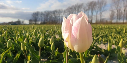 Reisemobilstellplatz - Duschen - Oud Gastel - In het voorjaar mooie tulpenvelden - minicamping Kastanjehoeve Goeree Overflakkee