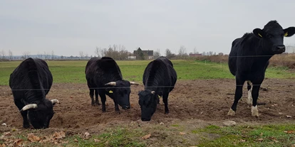 Reisemobilstellplatz - Frischwasserversorgung - Retzow (Landkreis Havelland) - Drei Mini-Rinder im Größenvergleich zu einem Rind, das 14 Monate alt ist. - Wohnmobil-Stellplatz mit Weideblick