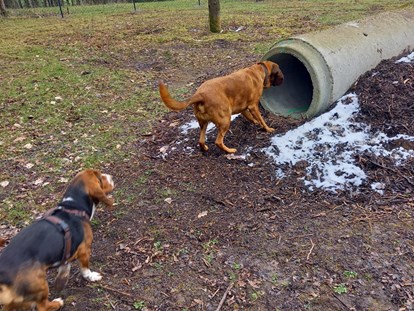 Reisemobilstellplatz - Hunde erlaubt: Hunde erlaubt - Eingezäunter Hundeauslauf - Wohnmobil- und Campingpark Ambergau