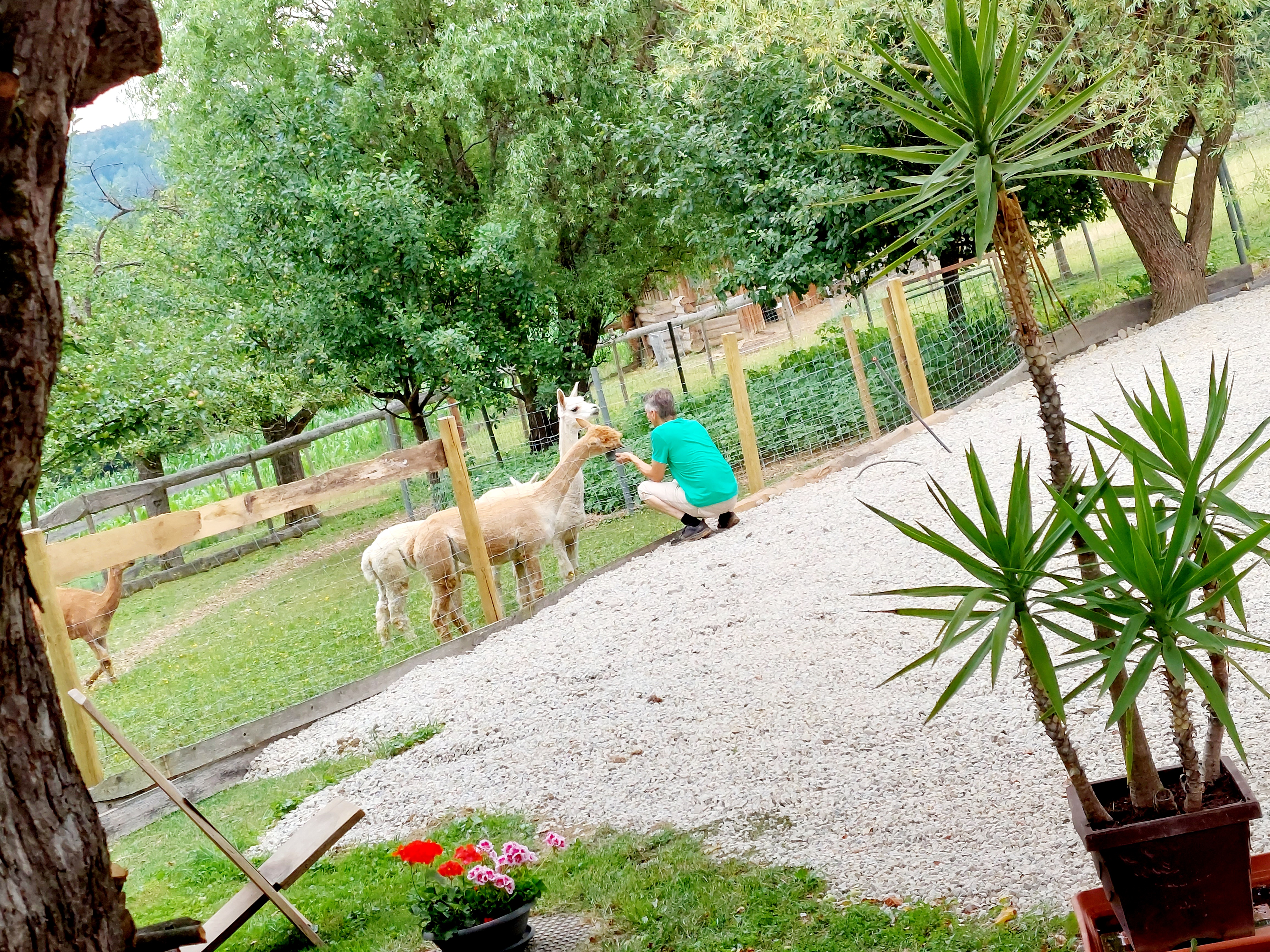 Motorhome parking ground - Camping direkt an der Alpakaweide