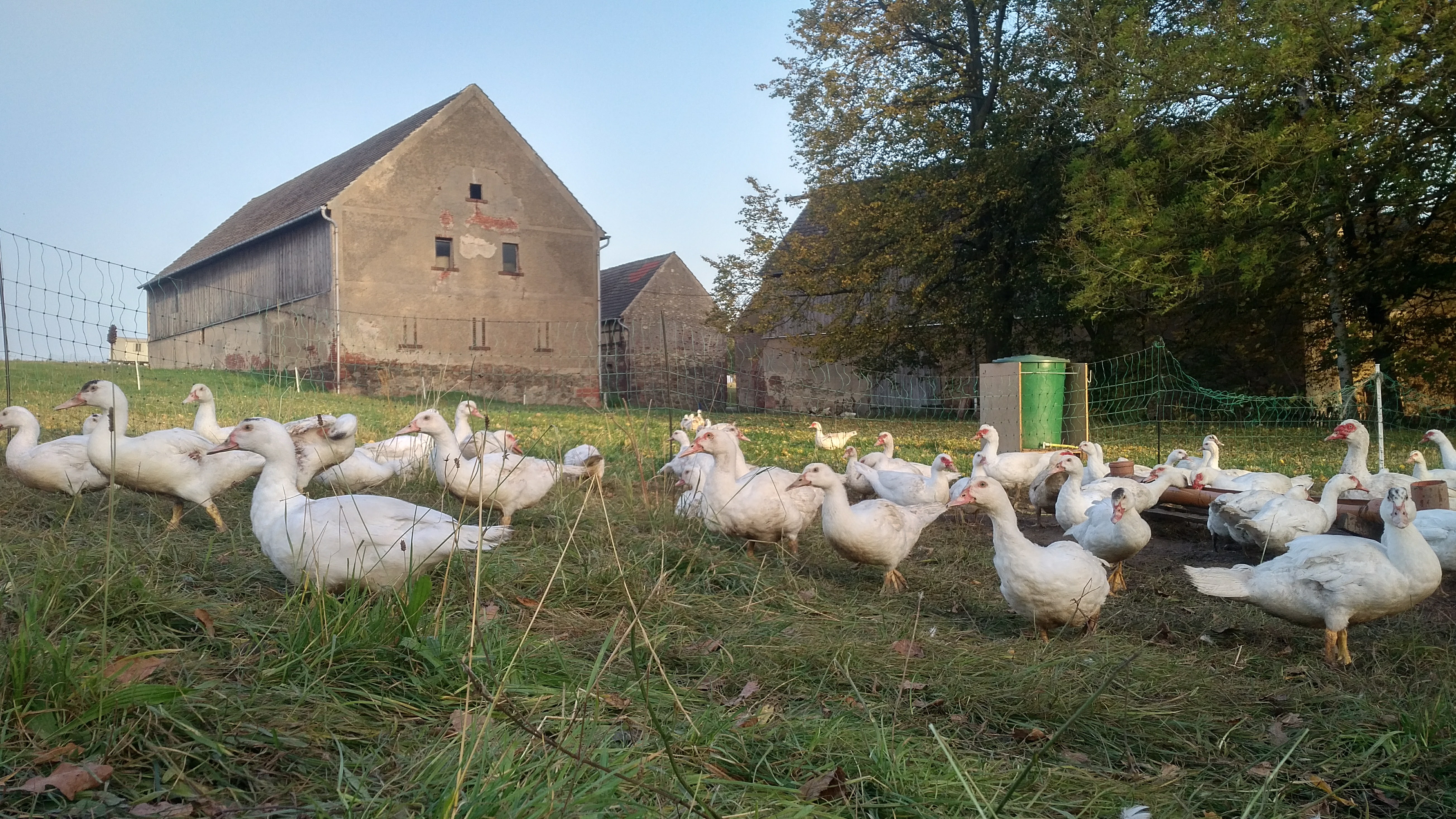 área camper - WLAN: teilweise vorhanden - Enten auf der Weide vom Geflügelhof Arnsdorf - Wohnmobilstellplatz auf dem Geflügelhof Arnsdorf