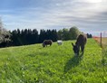 Wohnmobilstellplatz: Camping mit Huhn im Allgäu 