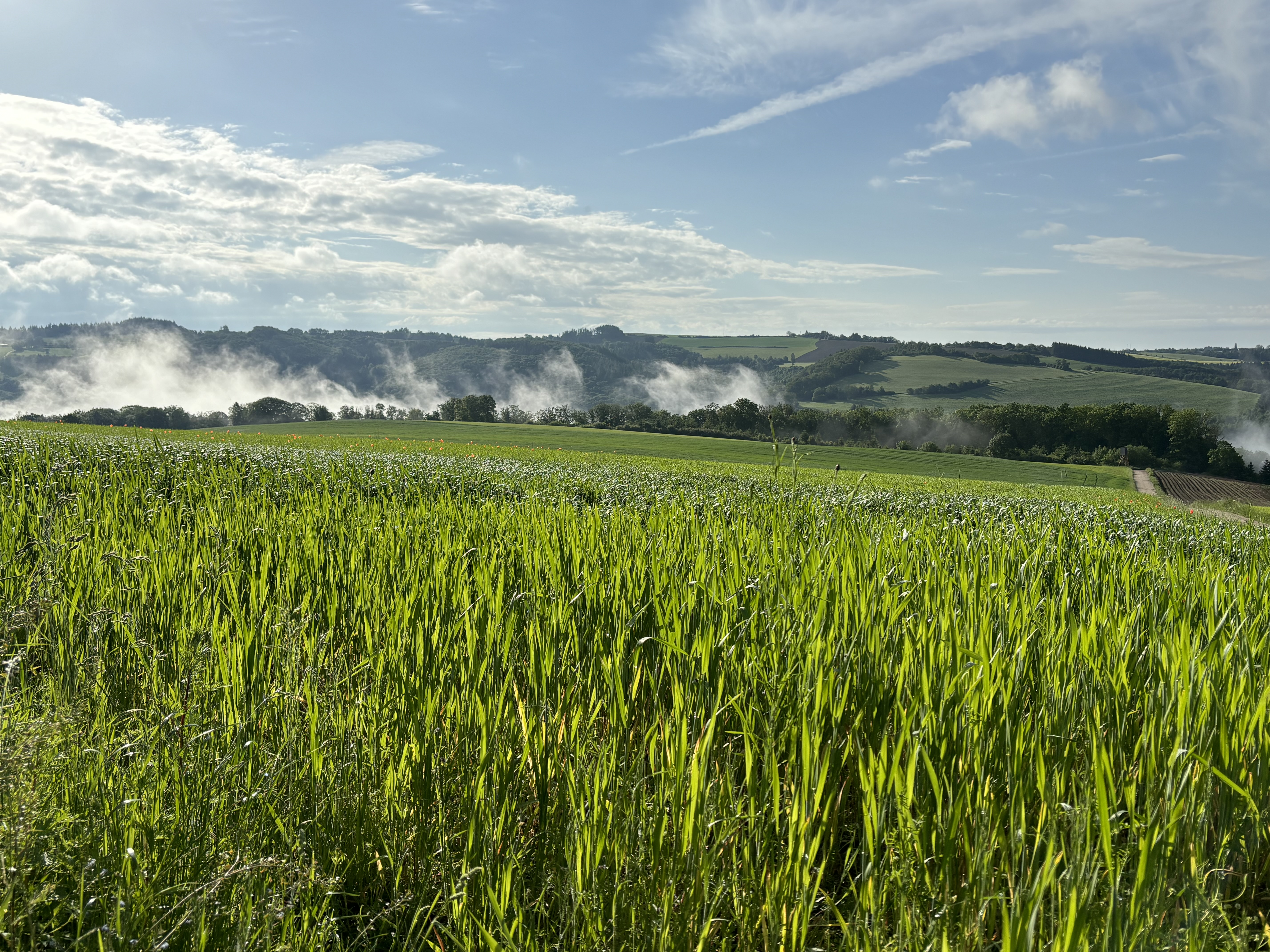 Wohnmobilstellplatz: Wandern mit Weitsicht direkt vom Campingplatz aus  - Camping Tintesmühle