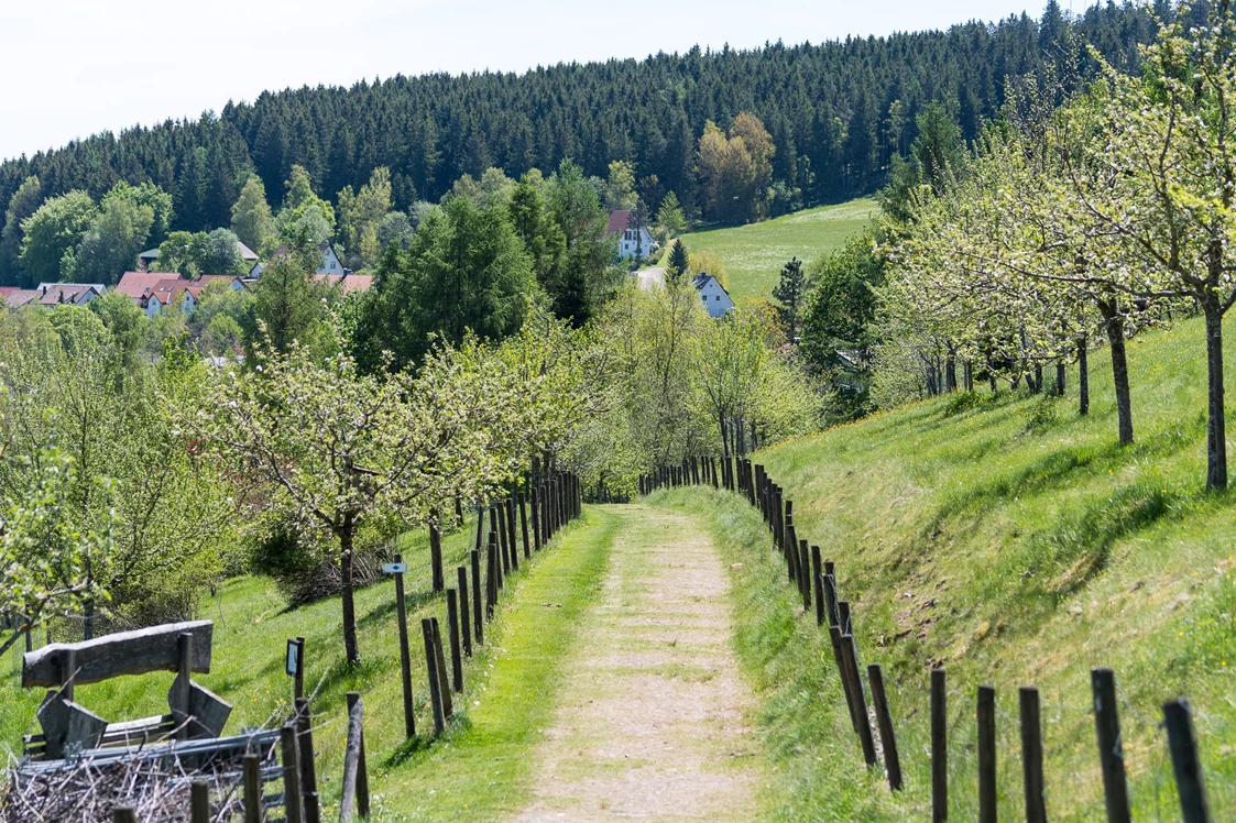 Wohnmobilstellplatz: Streuobstwiese in Unterkirnach  - Reisemobil-Stellplatz Unterkirnach