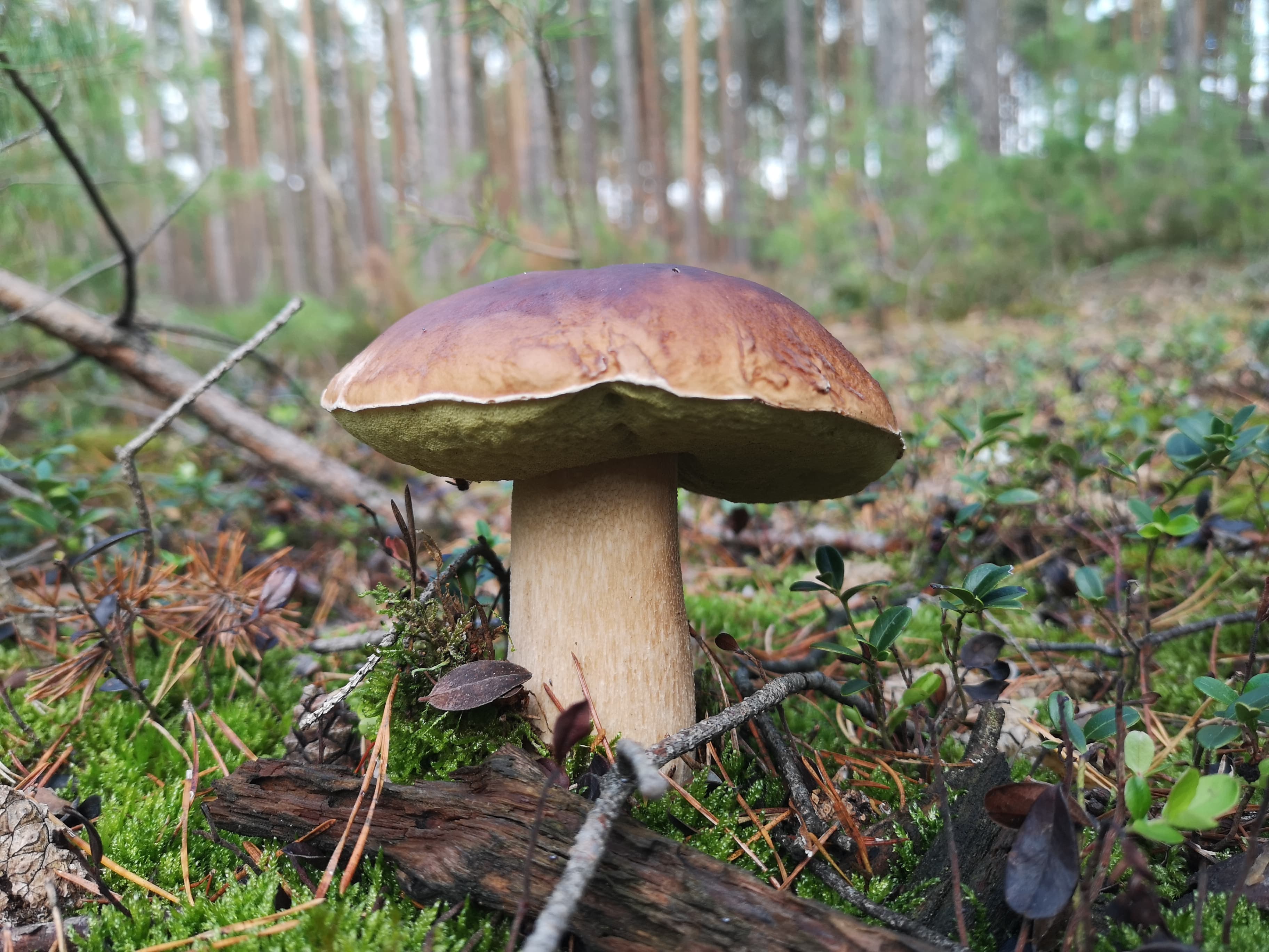 Wohnmobilstellplatz: Stellplatz am Waldrand