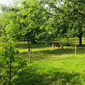 Wohnmobilstellplatz: Macht es euch gemütlich unter unseren schönen alten Apfelbäumen und genießt eine wundervolle Auszeit auf dem Hof.  - Bio Obsthof Moll