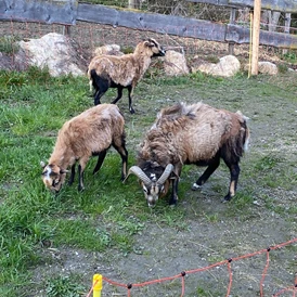 Wohnmobilstellplatz: Pferdehof Reitingau