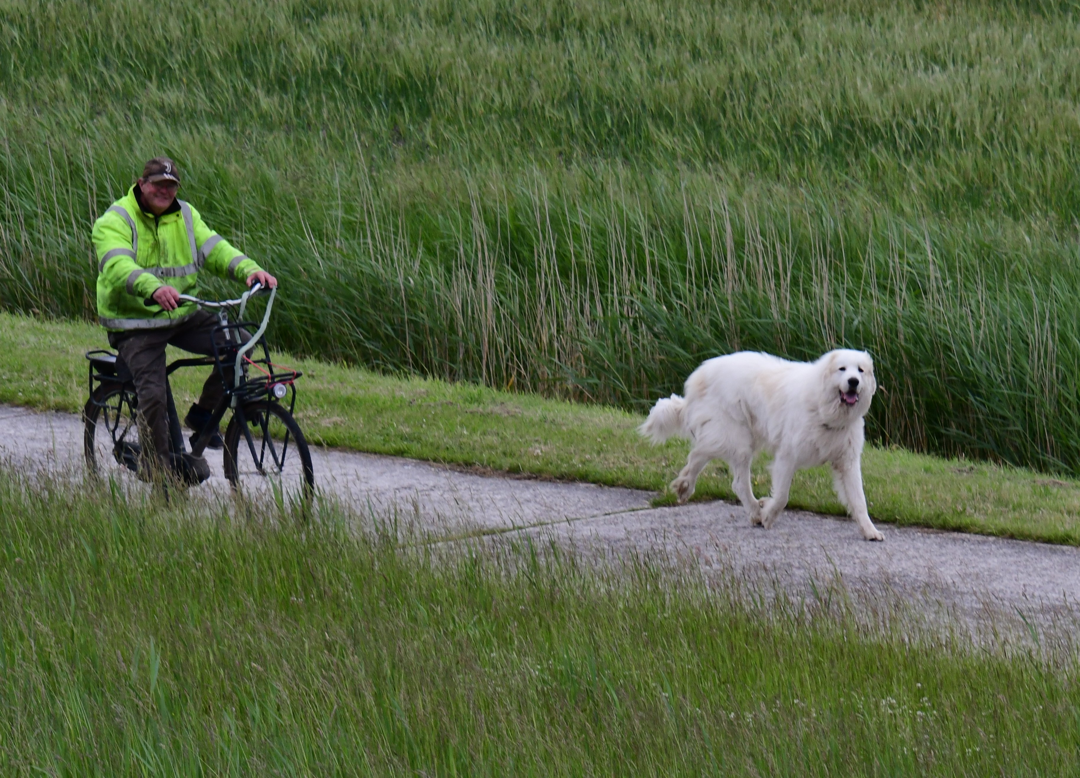 Reisemobilstellplatz - Radweg - Nordsee - Focko unser Sicherheitsbeauftragter mit dem Alten bei der Deichkontrolle, - Nienhof Kluntjestuv