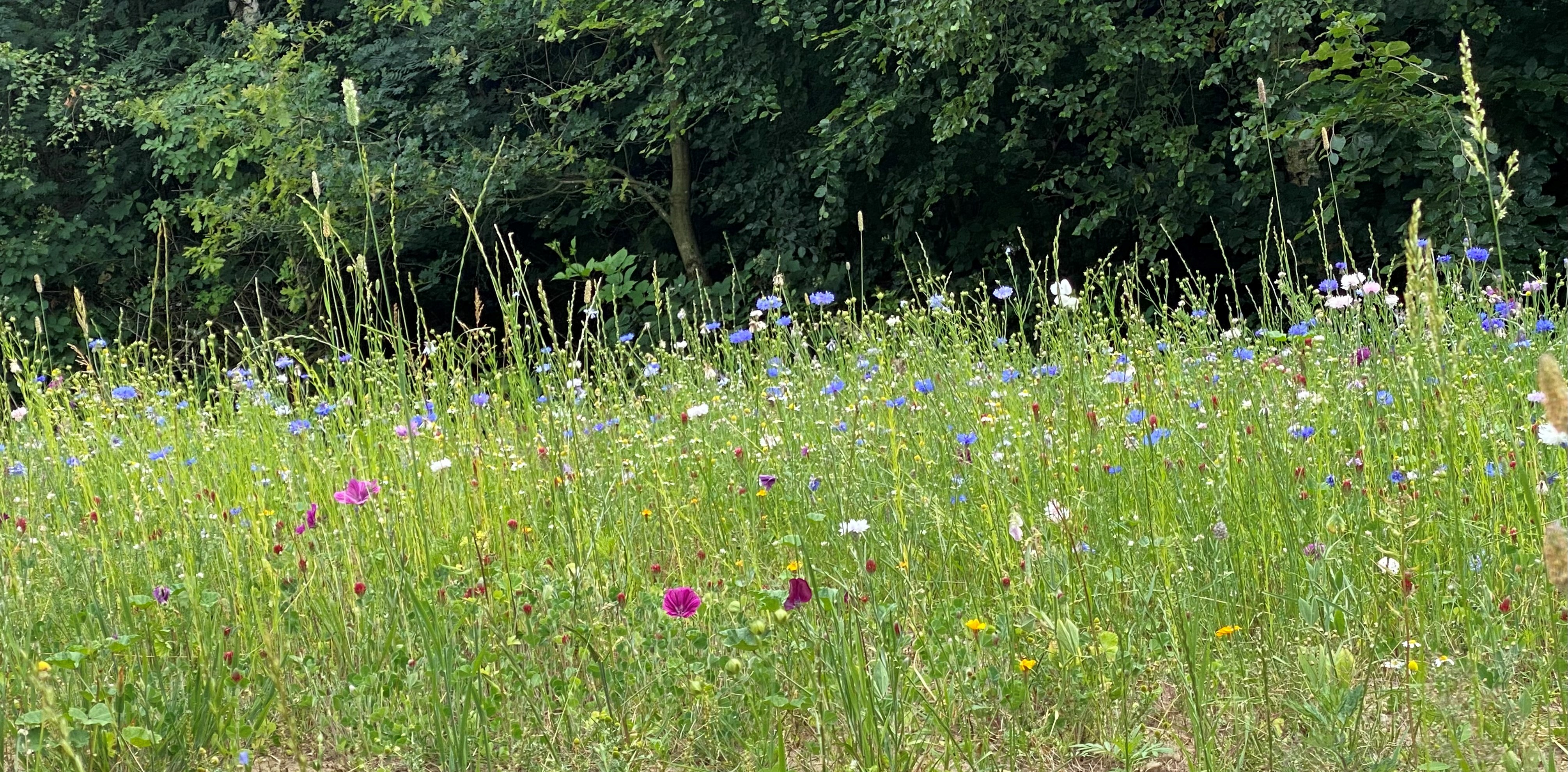 Wohnmobilstellplatz: Baccumer Mühle Wohnmobilstellplatz