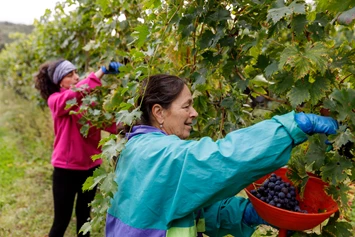 Wohnmobilstellplatz: Azienda Agricola - Agriturismo Agricamping GARDA NATURA