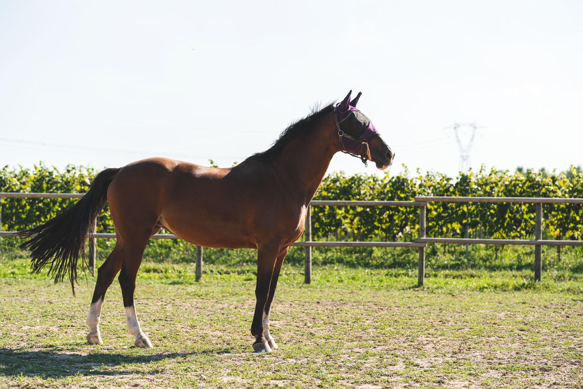 Reisemobilstellplatz: Reitstall - Agriturismo Fossa Mala