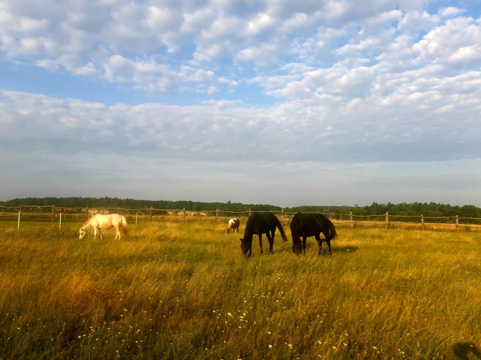 Reisemobilstellplatz - Westtransdanubien - Naturhof-Ungarn