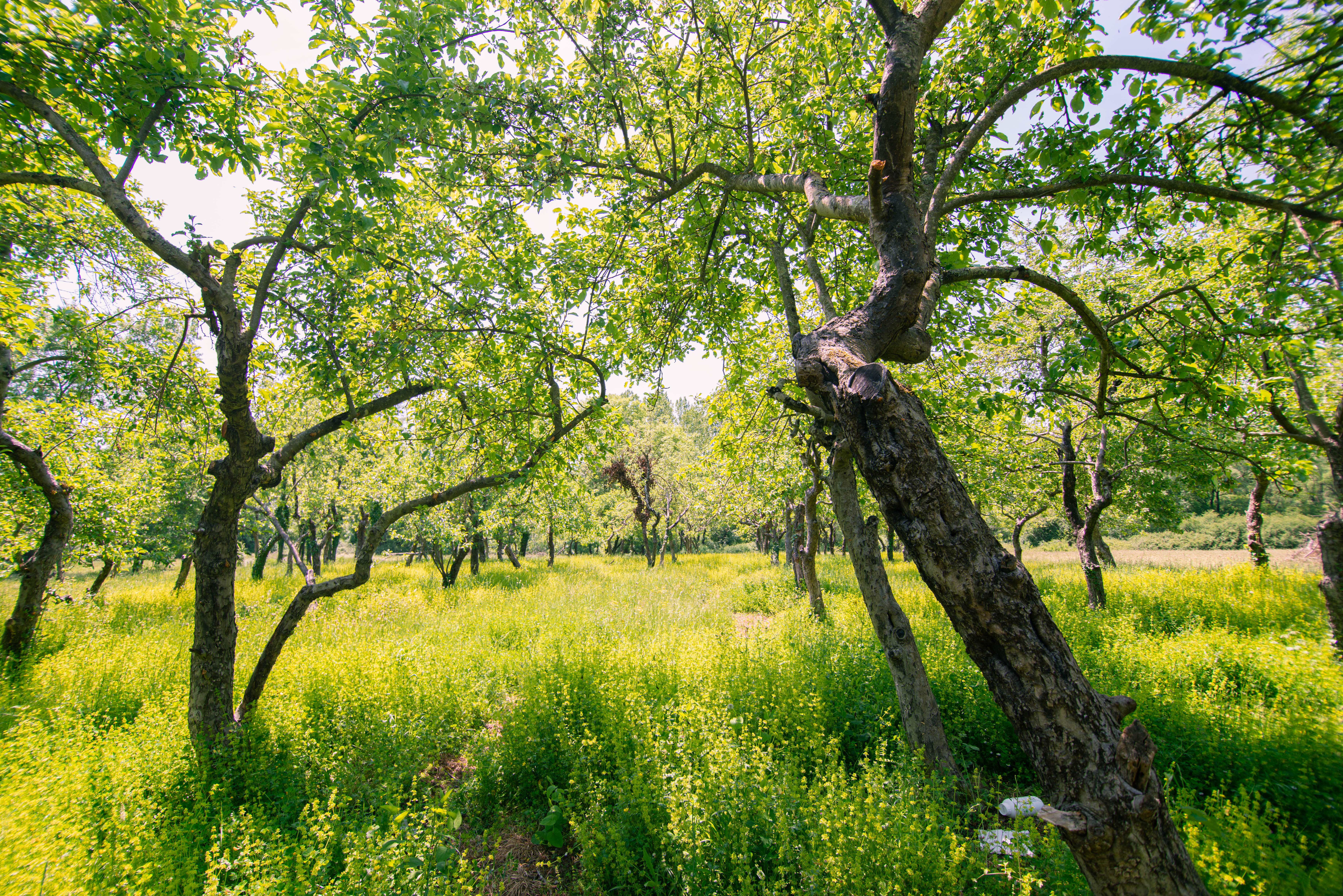 Wohnmobilstellplatz: Purple Eye Estate - (Camping-ground and Winery Jokaš)