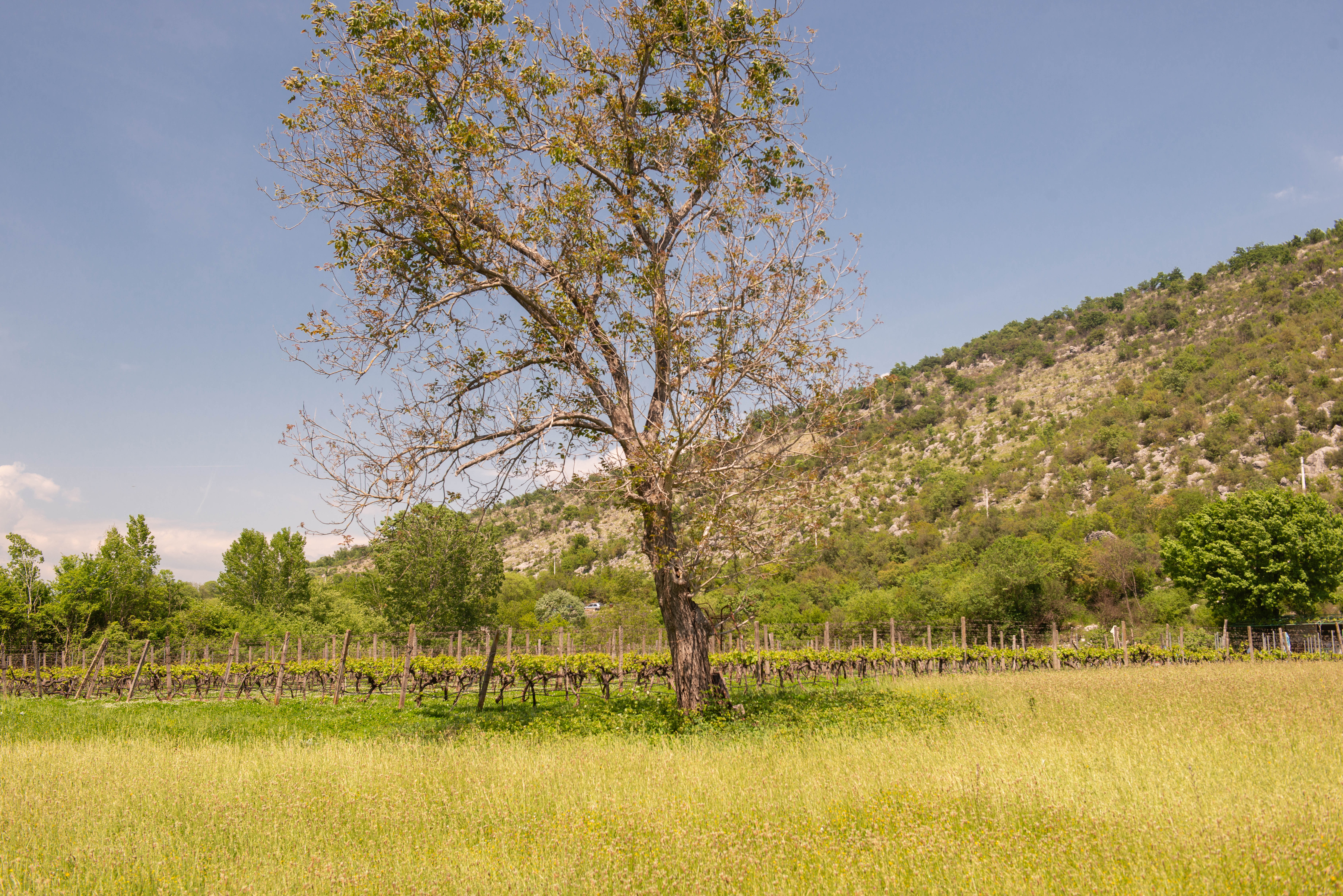 Wohnmobilstellplatz: Purple Eye Estate - (Camping-ground and Winery Jokaš)