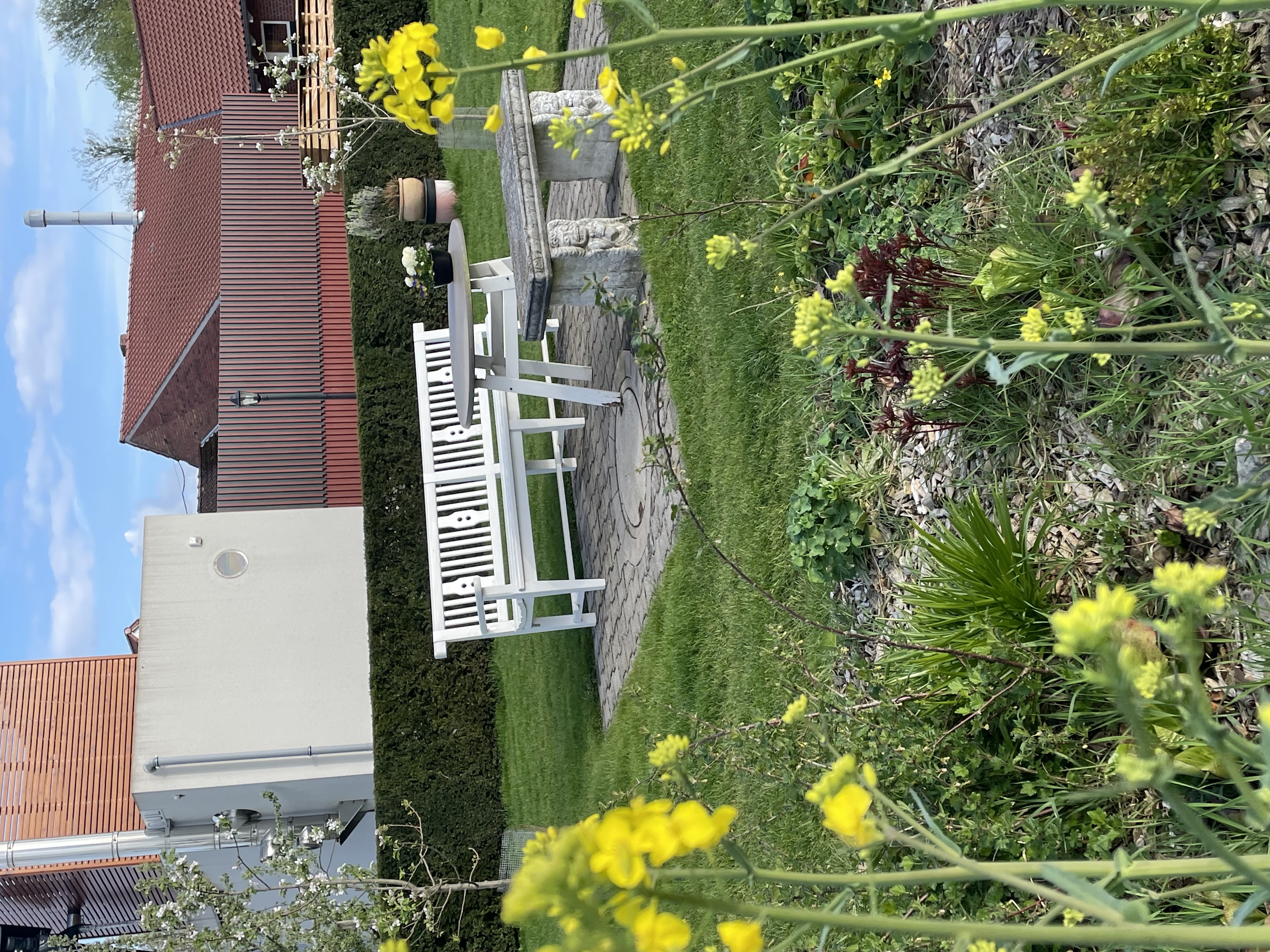 Wohnmobilstellplatz: Zur Zeit blüht der Raps direkt am Stellplatz - Stellplatz Ochtrup Langenhorst