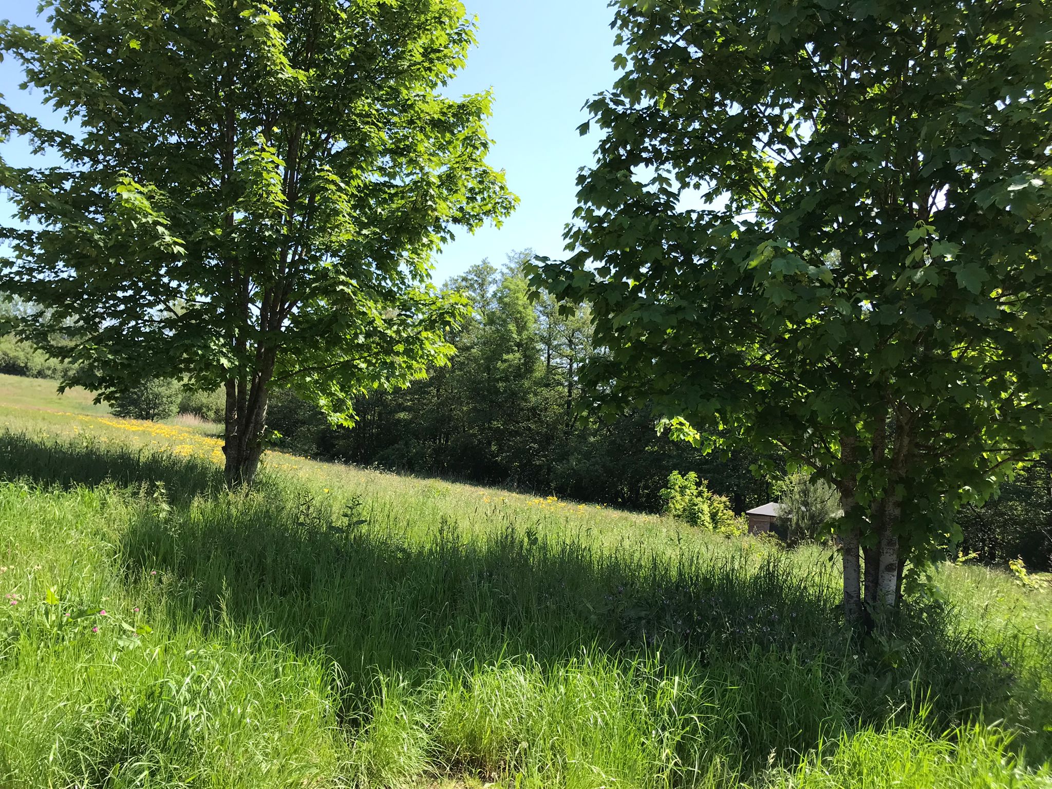 Reisemobilstellplatz: Beispiel für Stellplatzmöglichkeit  - Plätzchen im Grünen