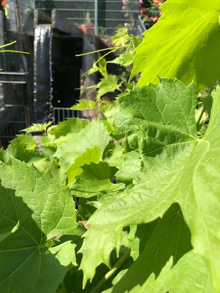 Reisemobilstellplatz: Plätzchen im Grünen