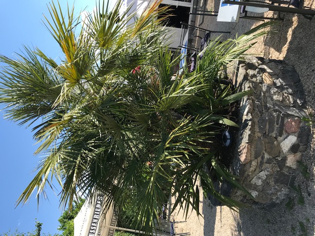 Reisemobilstellplatz: Mediterranes Ambiente  - Plätzchen im Grünen