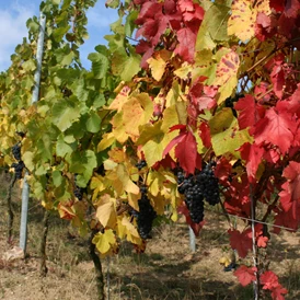 Wohnmobilstellplatz: Bild: Weingut Hoffmann Alte Schrotmühle - Weingut Hoffmann Alte Schrotmühle