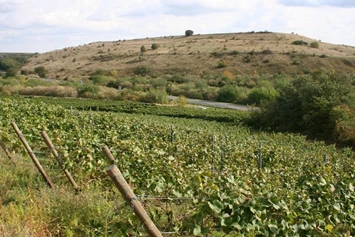 Wohnmobilstellplatz: Bild: Weingut Hoffmann Alte Schrotmühle - Weingut Hoffmann Alte Schrotmühle