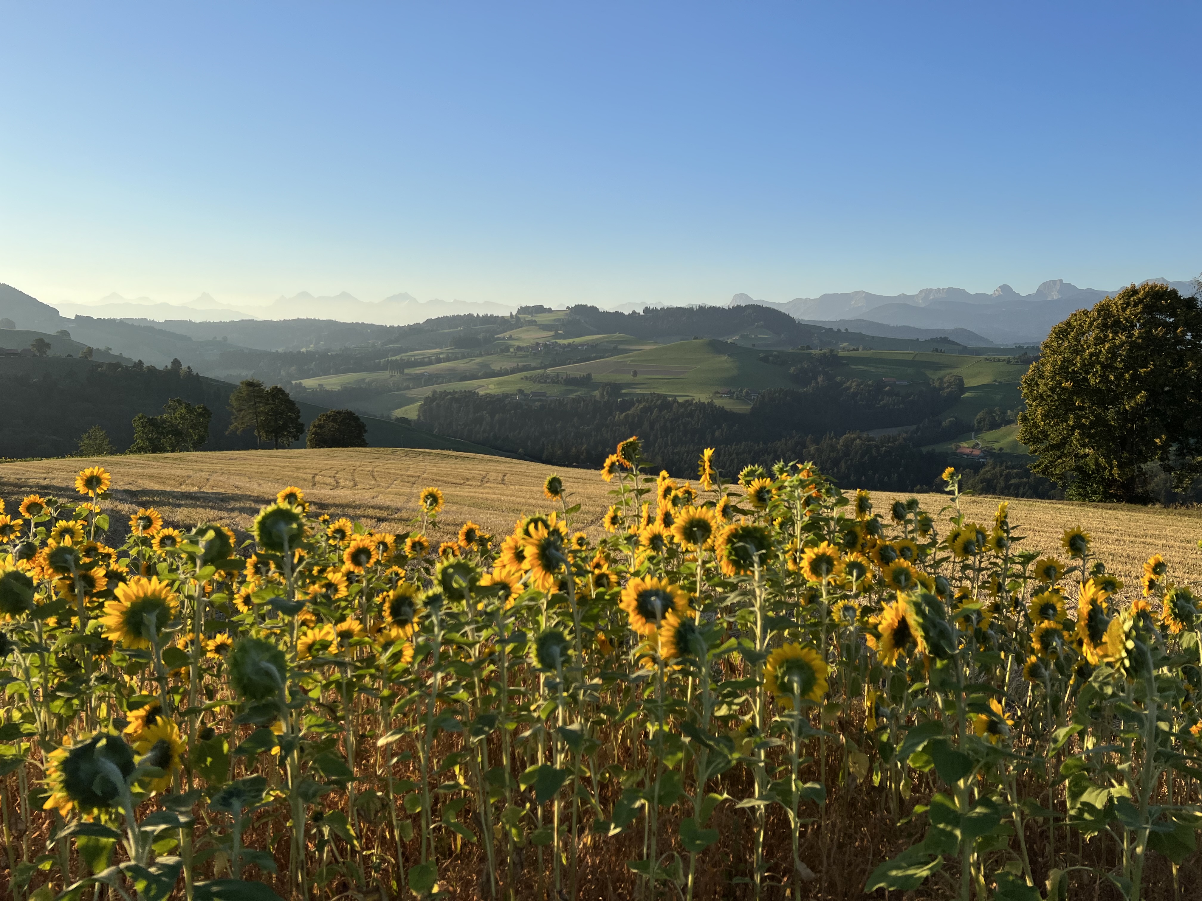 Wohnmobilstellplatz: Rundumsicht Borisried