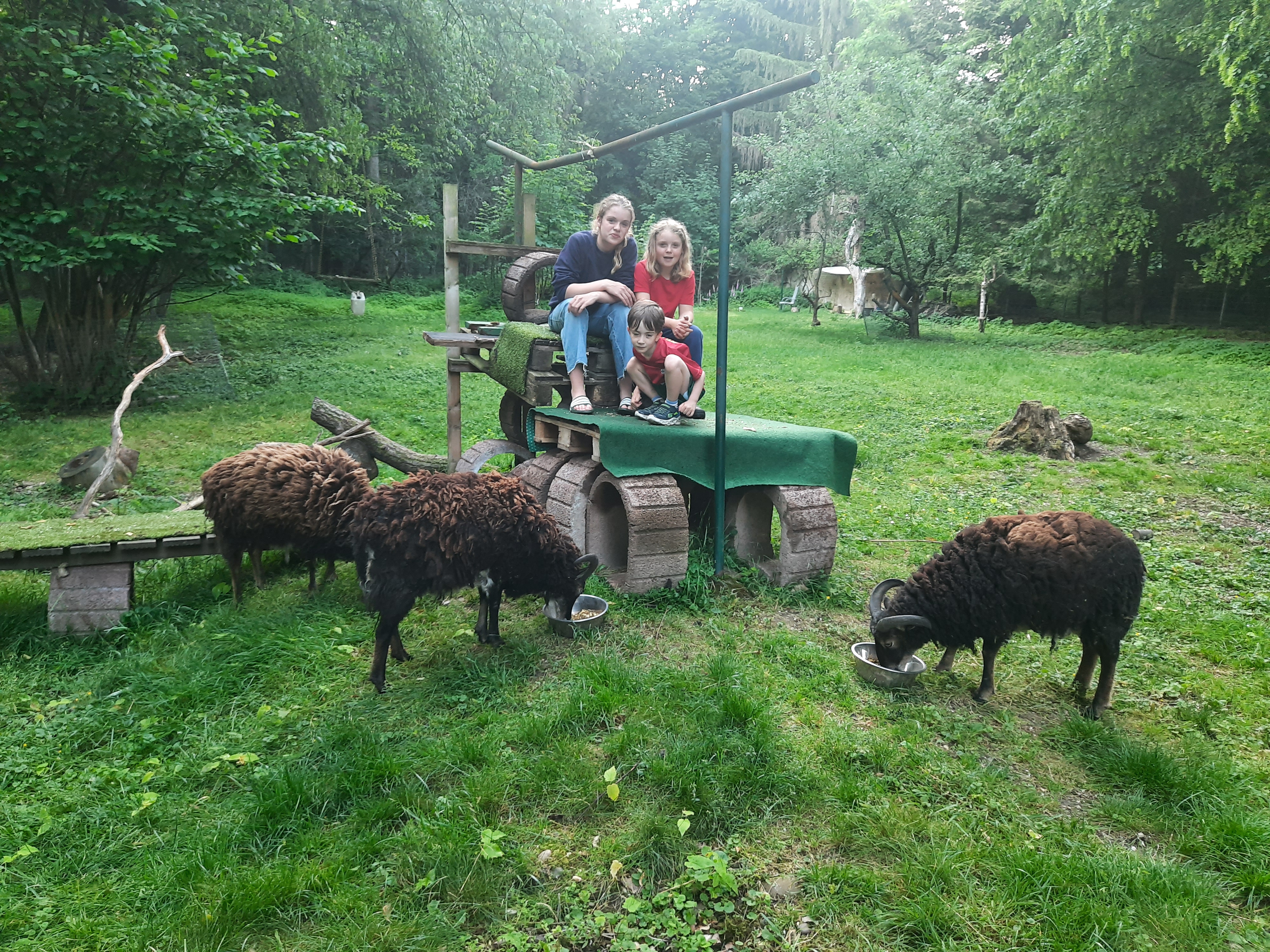 Wohnmobilstellplatz: Unsere Wildschafe freuen sich über jeden Besucher... - Zeltplatz im Park mit vielen freilaufenden Tieren