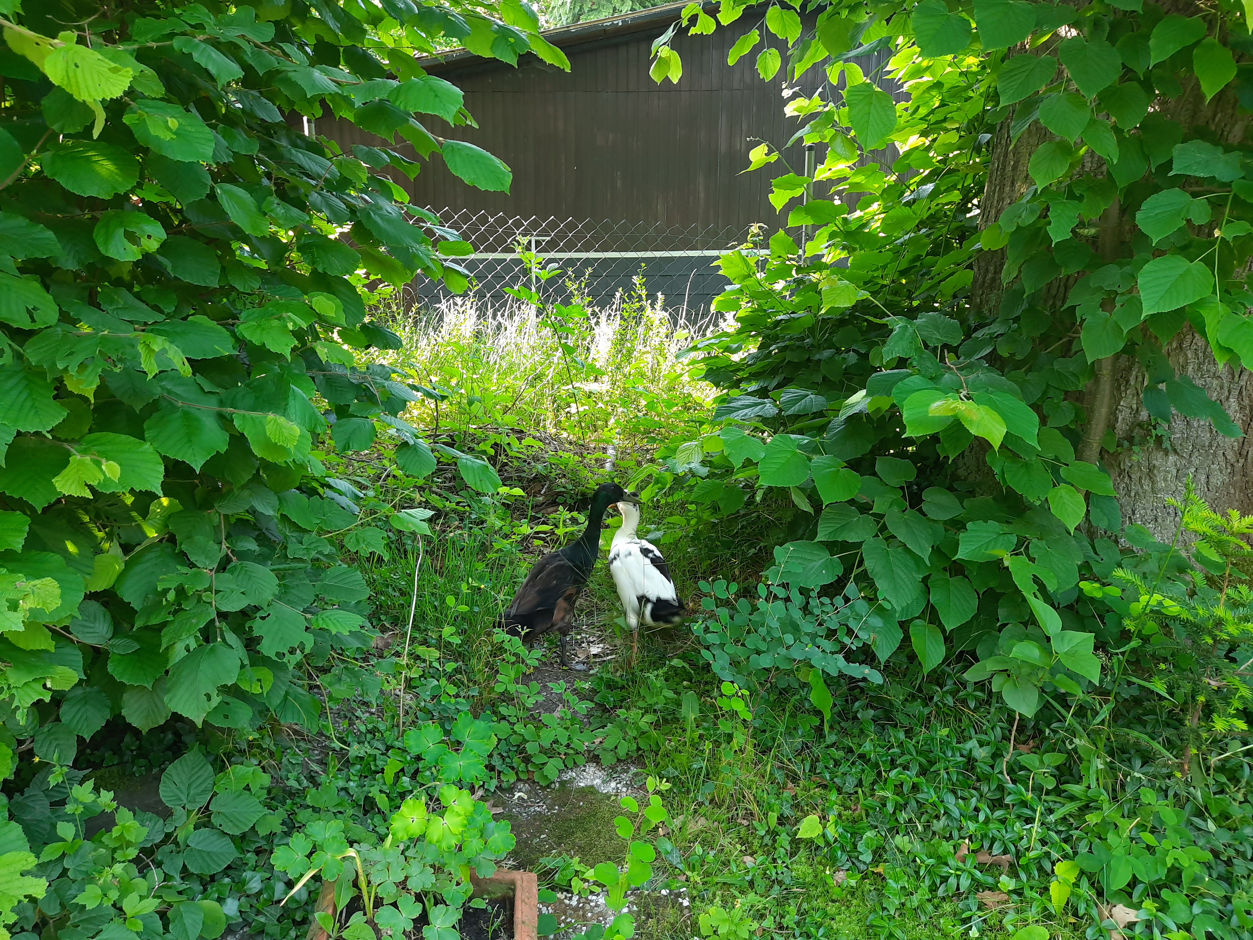 Wohnmobilstellplatz: Dies gilt auch für unsere 3 Laufenten, unsere Hühnerherde und unsere Meerschweinchen. - Zeltplatz im Park mit vielen freilaufenden Tieren