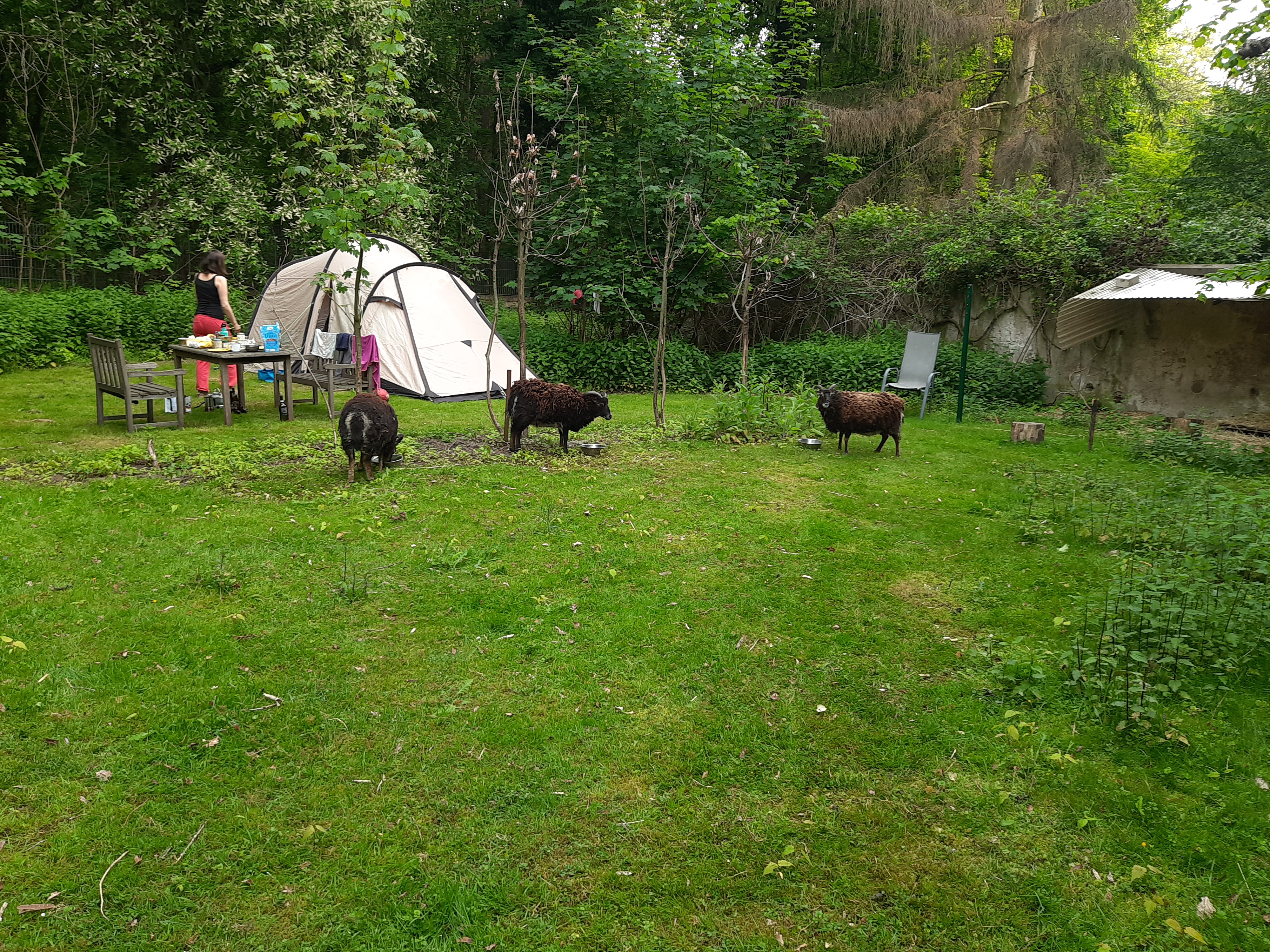 Wohnmobilstellplatz: Zeltplatz, wie wild im Wald stehend. - Zeltplatz im Park mit vielen freilaufenden Tieren