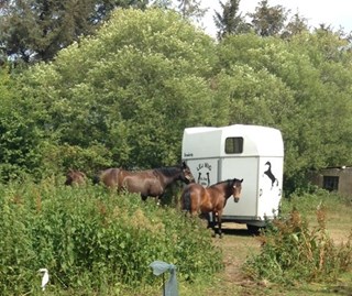 Wohnmobilstellplatz: Stellplatz auf  unserer Hausweide für Ihr Pferd & Pferdeanhänger  ! .Holmvej 18 DK-6780  Skaerbaek-Sondernaes - Landhaus Sondernaes - Holmvej 18   DK- 6780 Skaerbaek-Sondernaess