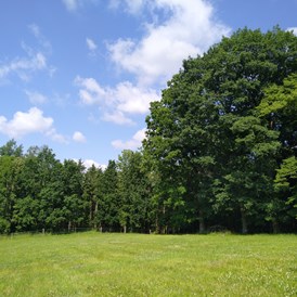 Wohnmobilstellplatz: aufgenommen aus Richtung Ost  - Ruhiger Naturcamping  Einzelstellplatz am Wald "Talblick"