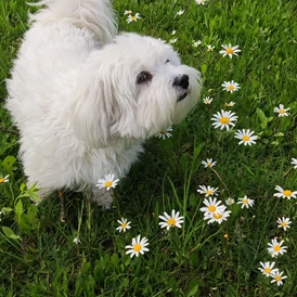 Wohnmobilstellplatz: Lola - mein Malteserhund - Landhaus Noreia's Wiese nahe Klopeiner See