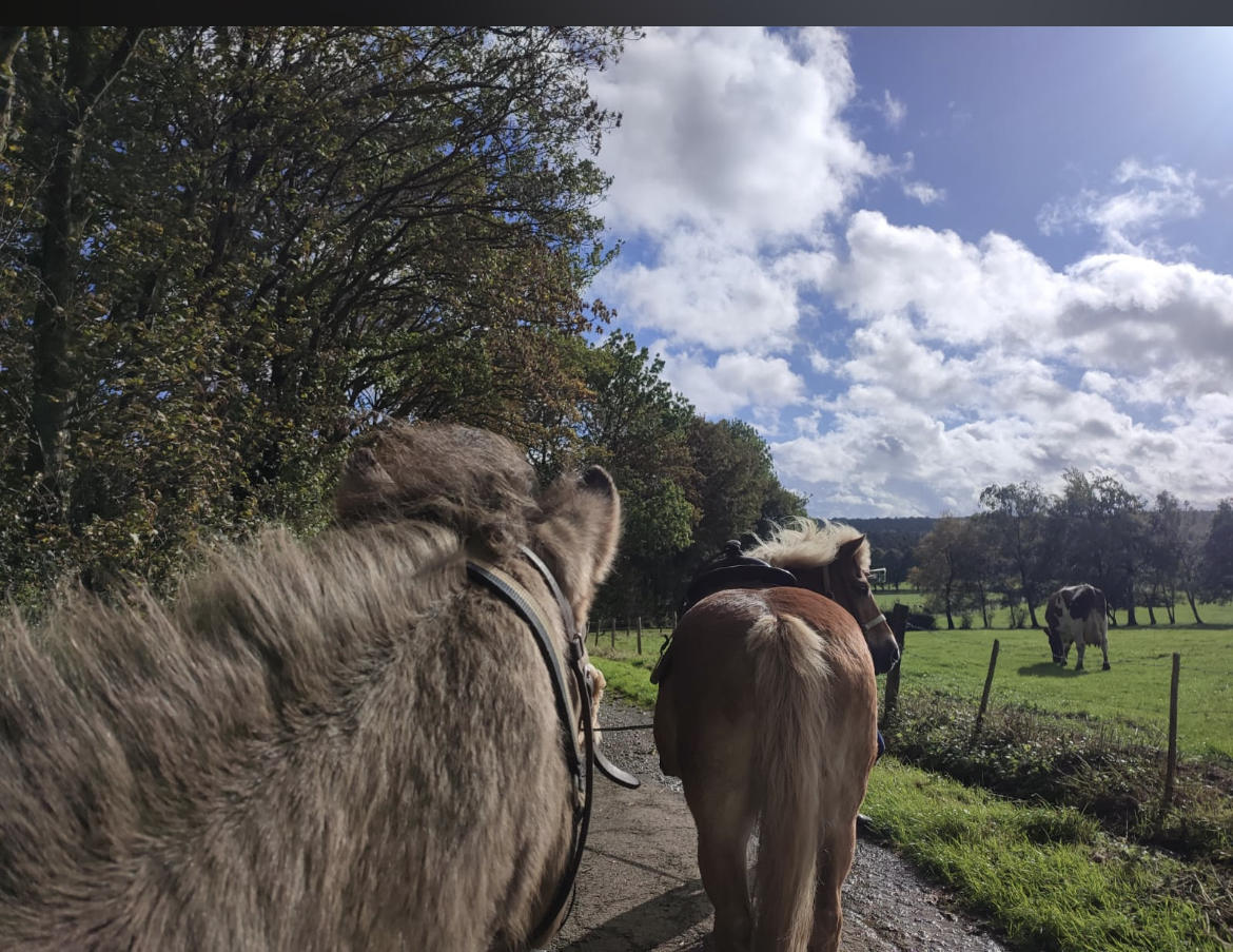 Wohnmobilstellplatz: Eifel pur