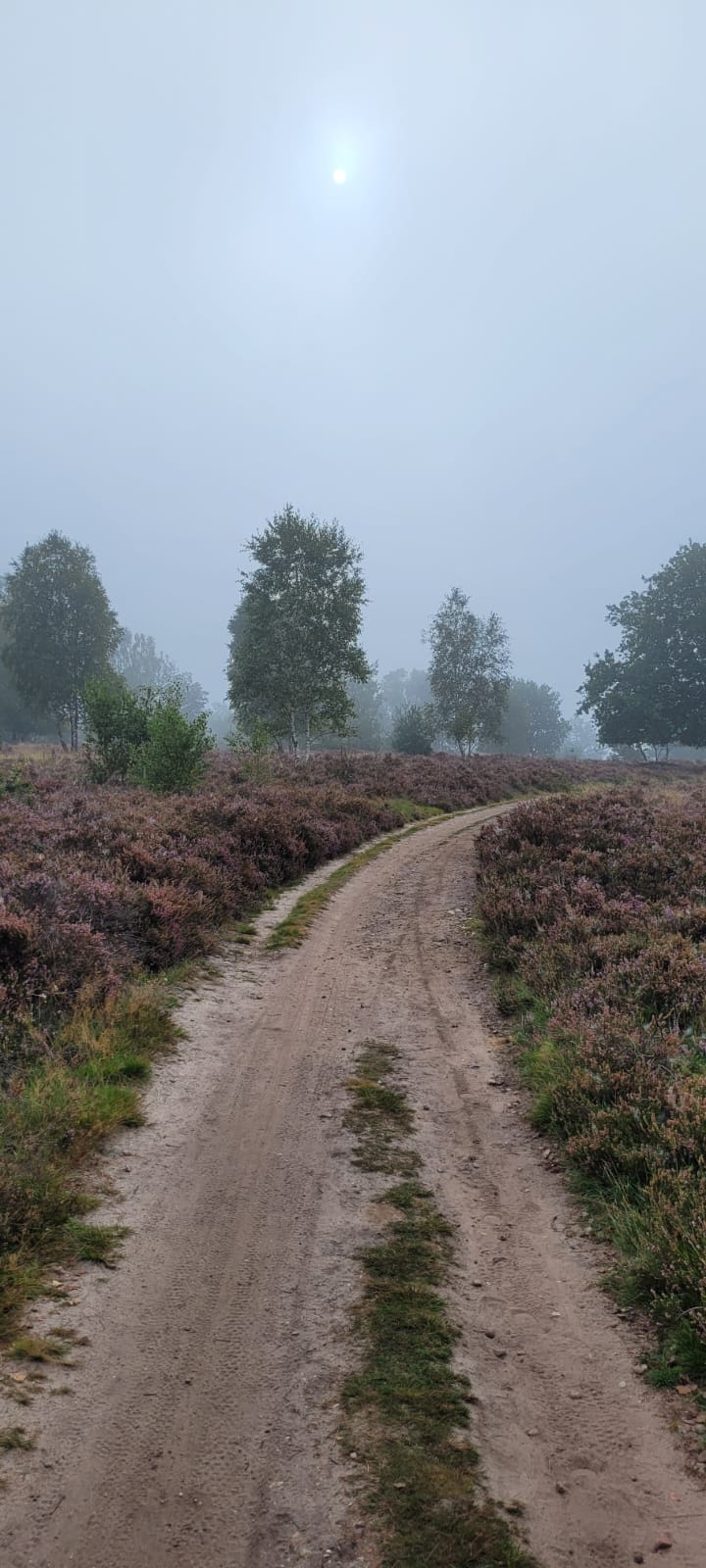 Wohnmobilstellplatz: Ein Weg durch die Heide - Wohnmobilstellplatz Heber (Surbostel)