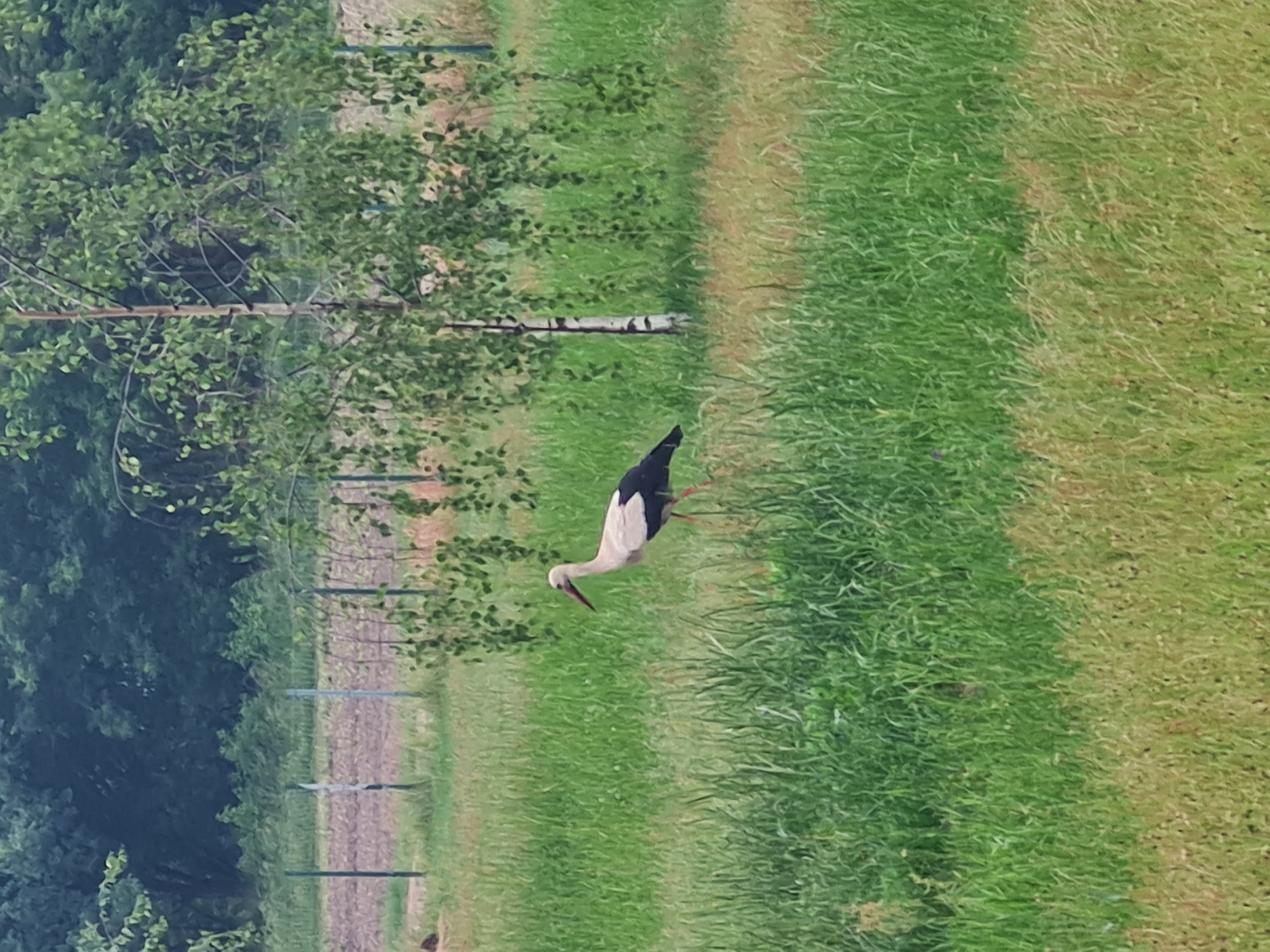 Wohnmobilstellplatz: Wohnmobilstellplatz Nationalpark unteres Odertal