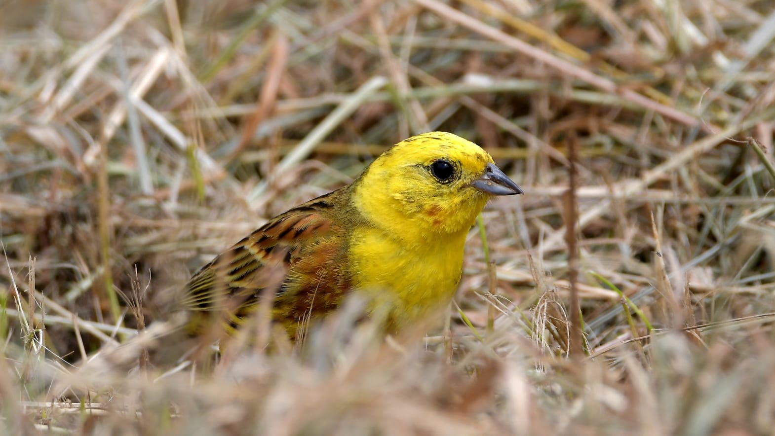 Wohnmobilstellplatz: Einheimische Vögel  - Wohnmobilstellplatz Nationalpark unteres Odertal