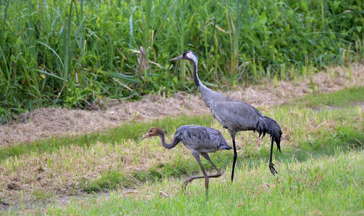 Wohnmobilstellplatz: Einheimische Vögel  - Wohnmobilstellplatz Nationalpark unteres Odertal
