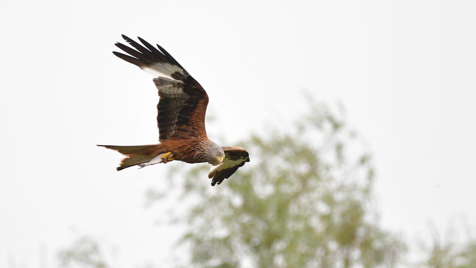 Wohnmobilstellplatz: Einheimische Vögel  - Wohnmobilstellplatz Nationalpark unteres Odertal